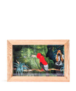 <strong>Gallito de Roca</strong>