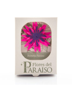 <strong>Bromelia fasciata</strong> - <em>(Aechmea Fasciata)</em>